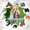 Inbelive 10 Pcs Dog Squeaky Toys No Stuffing Pet Toys Crinkle Dog Toy for Aggressive Chewers Plush Teething Puppy Squeak Toys Animals Chew Toys for Small Medium Large Pets, 10 Styles(Classic Style)