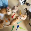 Inbelive 120 Pcs Rainbow Furry Cat Mouse Toys Interactive Rattle Cat Toy Mice Small Soft Rustle Sound Kitten Toys for Pets Cat Puppy Kittens Play, Assorted Colors