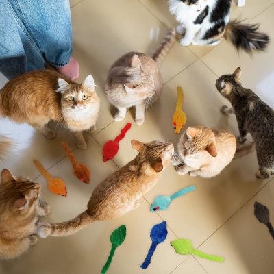 Inbelive 120 Pcs Rainbow Furry Cat Mouse Toys Interactive Rattle Cat Toy Mice Small Soft Rustle Sound Kitten Toys for Pets Cat Puppy Kittens Play, Assorted Colors