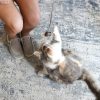 Inbelive OurPets Play-N-Squeak Teathered & Feathered Play Wand Cat Toy, for All Breed Sizes
