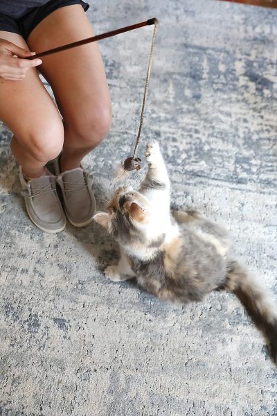 Inbelive OurPets Play-N-Squeak Teathered & Feathered Play Wand Cat Toy, for All Breed Sizes