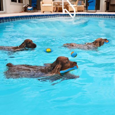 Inbelive 4 Pcs Dog Pool Floating Toys - Squeaky & Glowing Dog Water Toys, Safe Durable TPR Interactive Dog Toys for Aggressive Chewers Large Dogs Fetching Playing