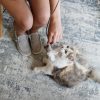 Inbelive OurPets Play-N-Squeak Teathered & Feathered Play Wand Cat Toy, for All Breed Sizes