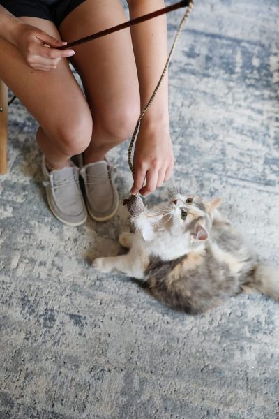 Inbelive OurPets Play-N-Squeak Teathered & Feathered Play Wand Cat Toy, for All Breed Sizes