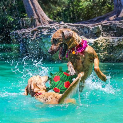 Inbelive Watermelon Ball Dog Water Toys- Waterproof Dog Soccer Ball with Straps, Dog Beach Balls for Summer Outdoor Games Swimming Pool with Family Kids, Outdoor Dog Toys (9 inch)