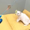 Inbelive Cat Casting Fishing Pole Toy, Cat Casting Toy Set, Interactive Toy for Cats, Tangle-Free Design, Cat Toy for Indoor Outdoor Cats