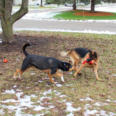 Inbelive 5 Pack Value Bundle Dog Toys Assortment Dog Plush Toys Dog Squeaky Toys Assortment Puppy Pet Mutt Dog Toy Dog Squeak Toy for Small Medium Large Dogs